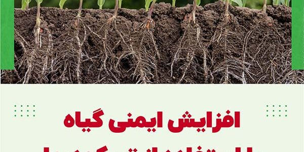 افزایش ایمنی گیاه با استفاده از تریکودرما