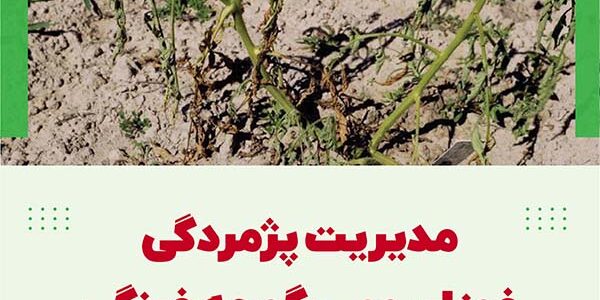 پژمردگی فوزاریومی گوجه فرنگی